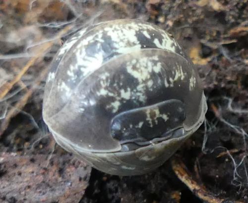 Réf. 298 781 : Armadillidium sp.